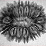 16 Mukhi Rudraksha 29mm 4.41gm - Inverse xray