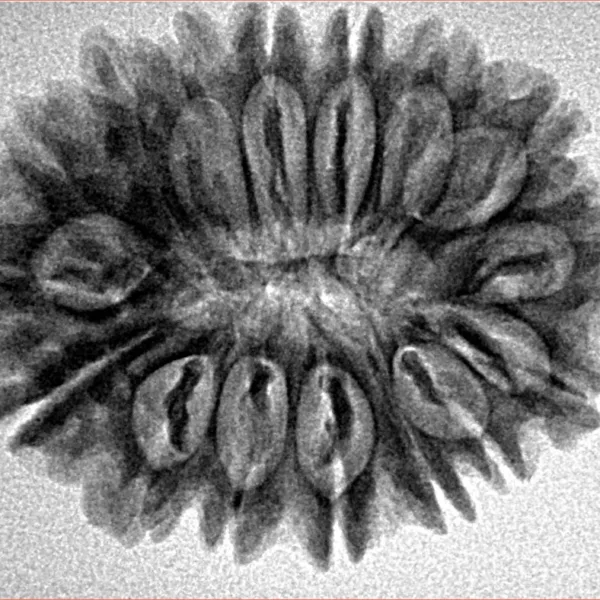 16 Mukhi Rudraksha 29mm 4.41gm - Inverse xray