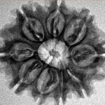 9 Mukhi Rudraksha 25.1mm 3.72gm - Inverse xray