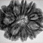 10 Mukhi Rudraksha 28.1mm 5gm - Inverse xray