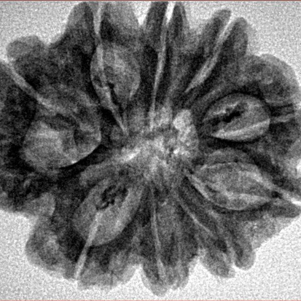 10 Mukhi Rudraksha 28.1mm 5gm - Inverse xray