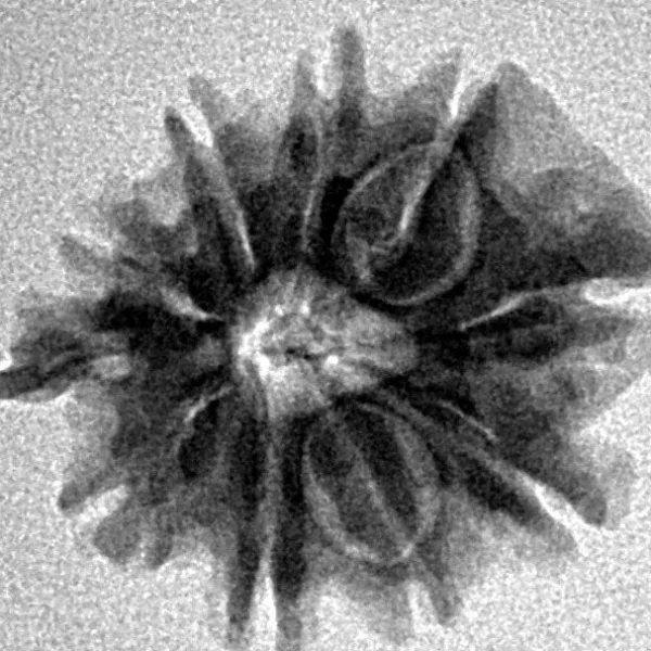 10 Mukhi Ganesh 20.7mm 2.21gm - Inverse xray