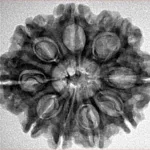 9 Mukhi Rudraksha 26.8mm 4.41gm - Inverse xray