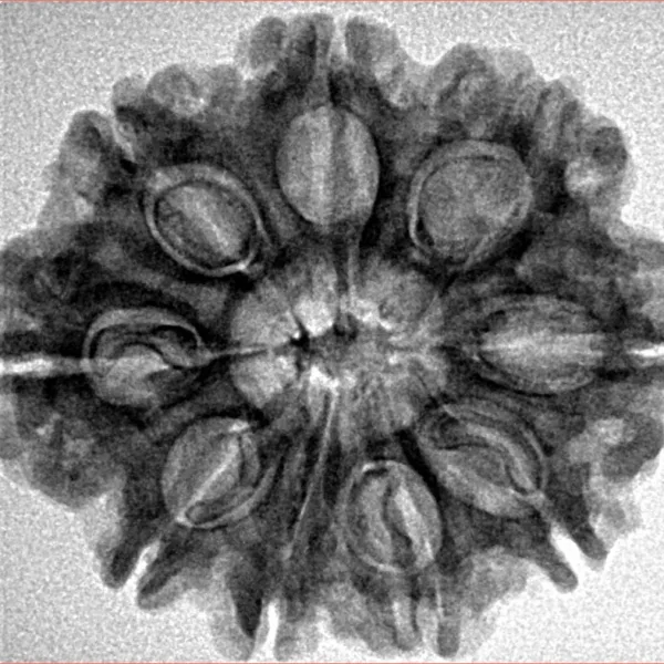 9 Mukhi Rudraksha 26.8mm 4.41gm - Inverse xray