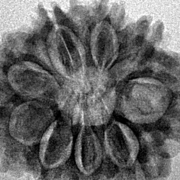 9 Mukhi Rudraksha 25.9mm 4.21gm - Inverse xray