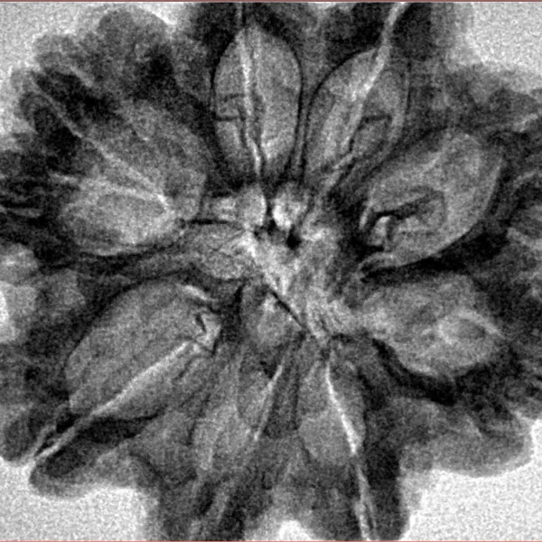 9 Mukhi Rudraksha 29.5mm 5.73gm - Inverse xray