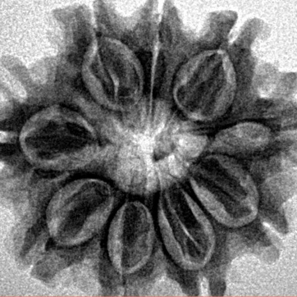 9 Mukhi Rudraksha 25.1mm 3.8gm - Inverse xray