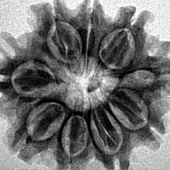 9 Mukhi Rudraksha 25.1mm 3.8gm - Inverse xray