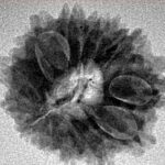 13 Mukhi Rudraksha 22.3mm 2.79gm - Inverse xray