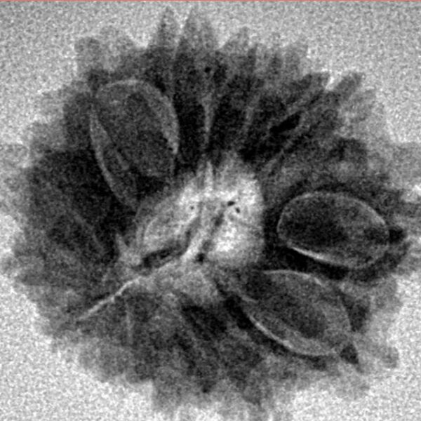 13 Mukhi Rudraksha 22.3mm 2.79gm - Inverse xray