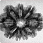 9 Mukhi Rudraksha 27.4mm 4.57gm - Inverse xray