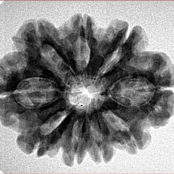 9 Mukhi Rudraksha 27.4mm 4.57gm - Inverse xray