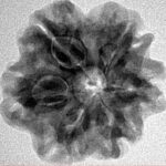 1MK(Underdeveloped) 23.4mm 3.9gm - Inverse xray