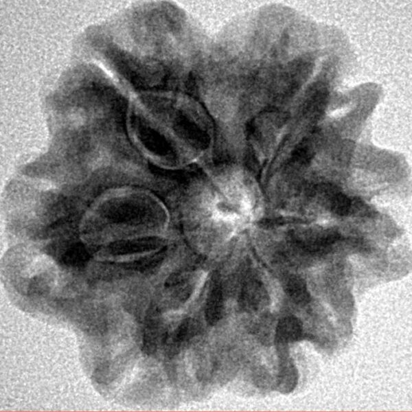 1MK(Underdeveloped) 23.4mm 3.9gm - Inverse xray