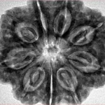 9 Mukhi Rudraksha 30.7mm 8.08gm - Inverse xray
