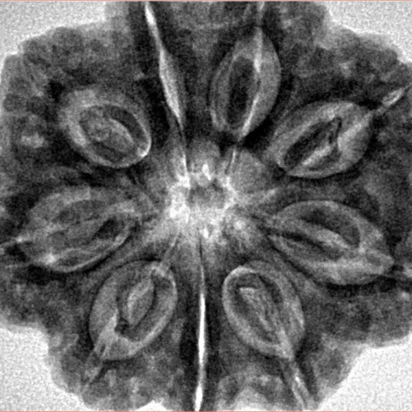 9 Mukhi Rudraksha 30.7mm 8.08gm - Inverse xray