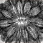 11 Mukhi Rudraksha 35mm 7.32gm - Inverse xray