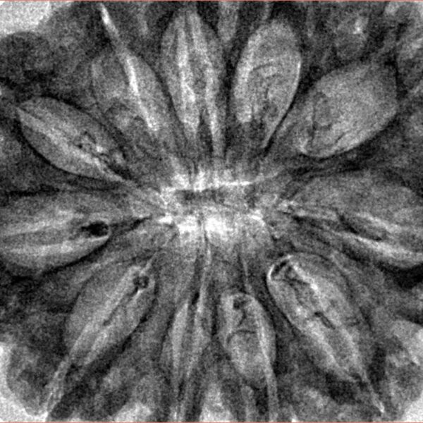 11 Mukhi Rudraksha 35mm 7.32gm - Inverse xray