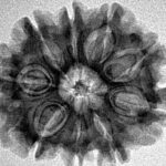 9 Mukhi Rudraksha 25.8mm 3.82gm - Inverse xray