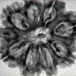 9 Mukhi Rudraksha 29.8mm 5.72gm - Inverse xray