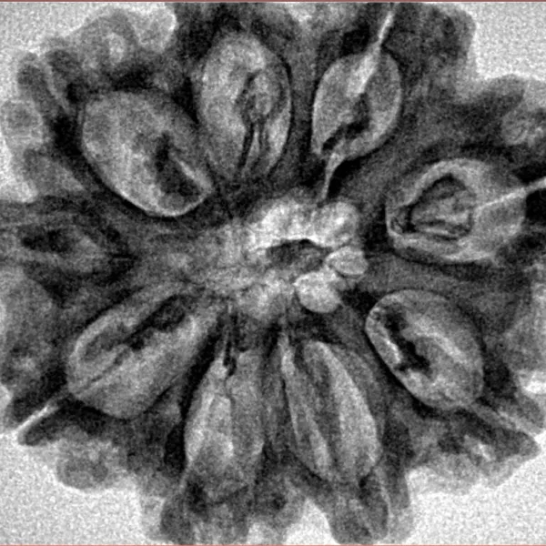 9 Mukhi Rudraksha 29.8mm 5.72gm - Inverse xray