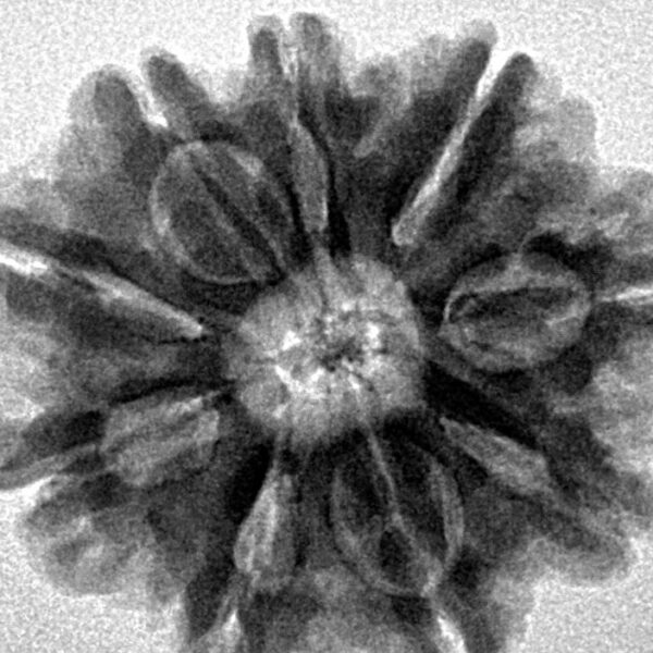 9 Mukhi Rudraksha 25mm 5gm - Inverse xray