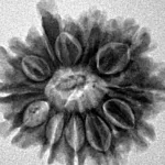 9 Mukhi Ganesh 23.6mm 3.47gm - Inverse xray