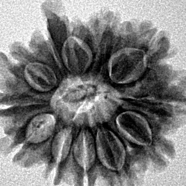 9 Mukhi Ganesh 23.6mm 3.47gm - Inverse xray