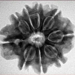 9 Mukhi Rudraksha 25.4mm 5.09gm - Inverse xray