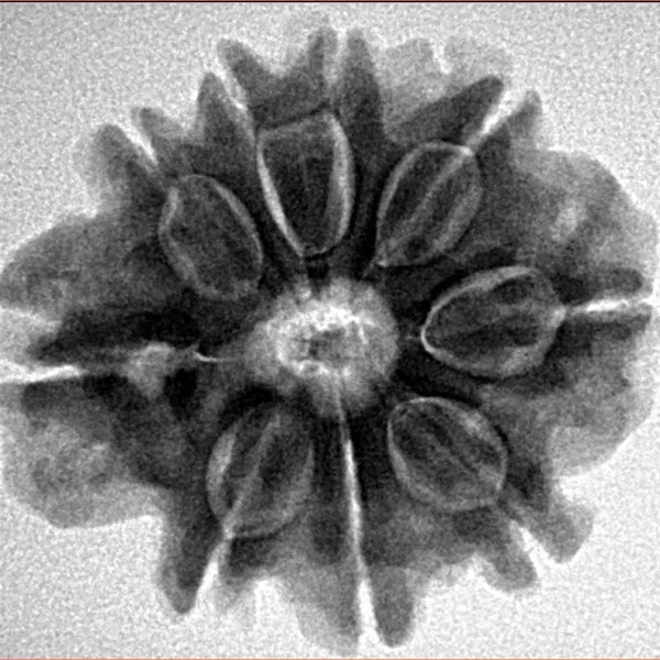 9 Mukhi Rudraksha 25.4mm 5.09gm - Inverse xray