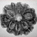 9 Mukhi Rudraksha 25.4mm 3.76gm - Inverse xray