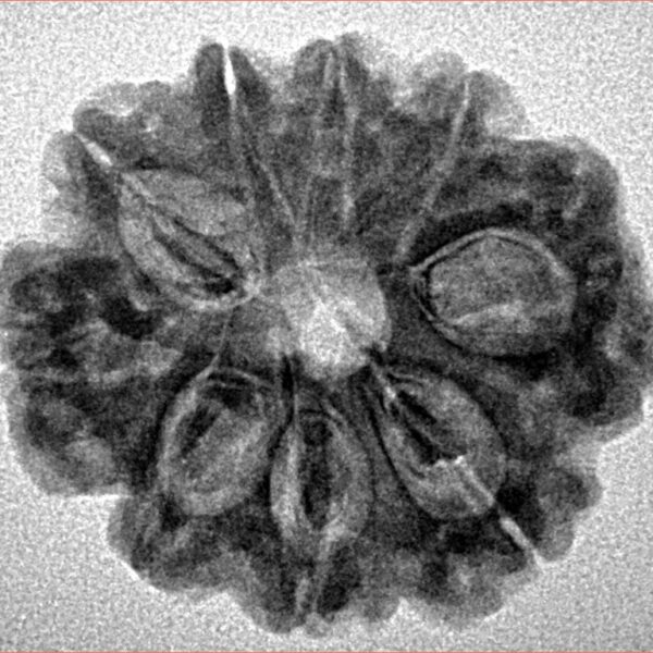 9 Mukhi Rudraksha 25.4mm 3.76gm - Inverse xray