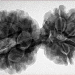 8 MK Gaurishankar 38.2mm 8.08gm - Inverse xray