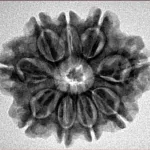 9 Mukhi Rudraksha 26.3mm 4.65gm - Inverse xray