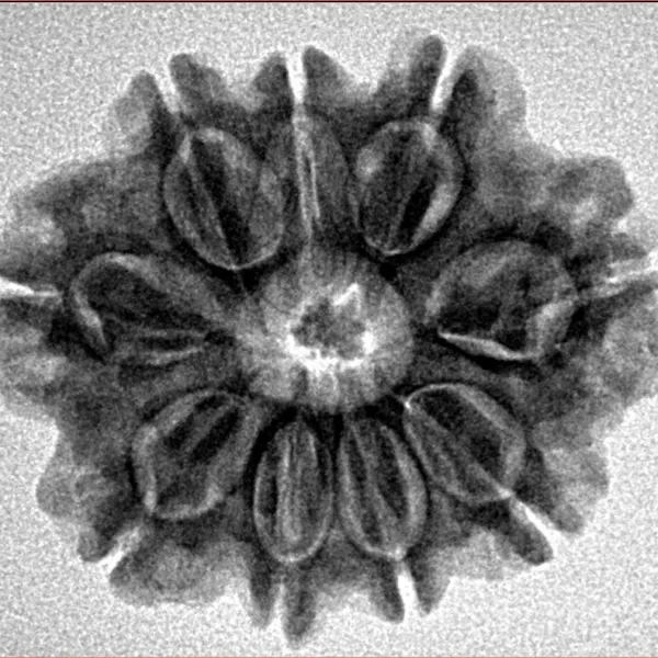 9 Mukhi Rudraksha 26.3mm 4.65gm - Inverse xray