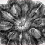 10 Mukhi Ganesh 34.7mm 8.7gm - Inverse xray