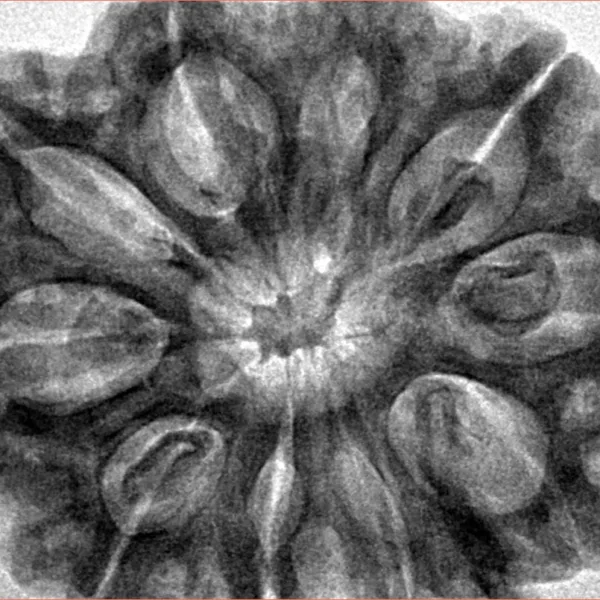 10 Mukhi Ganesh 34.7mm 8.7gm - Inverse xray