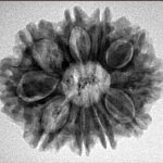 10 Mukhi Rudraksha 26.1mm 4.43gm - Inverse xray