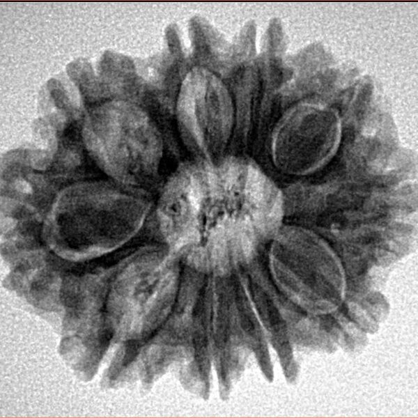 10 Mukhi Rudraksha 26.1mm 4.43gm - Inverse xray
