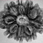 9 Mukhi Rudraksha 24.8mm 3.64gm - Inverse xray