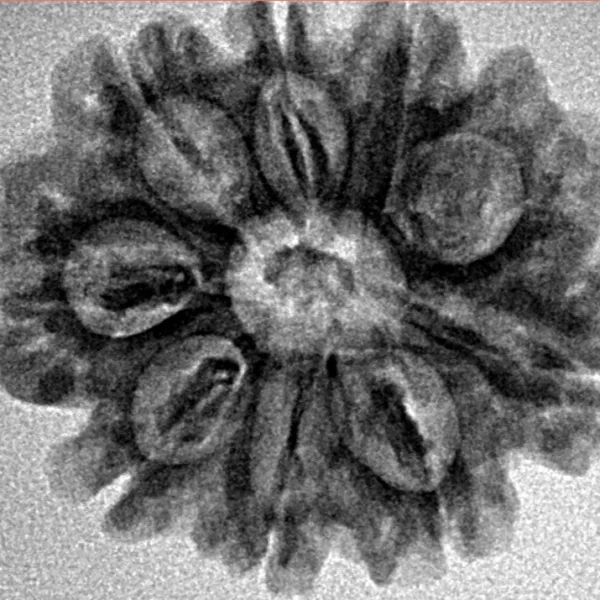 9 Mukhi Rudraksha 24.8mm 3.64gm - Inverse xray