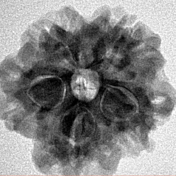 1MK(Underdeveloped) 23.6mm 4.14gm - Inverse xray