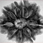 9 Mukhi Rudraksha 28.1mm 6.58gm - Inverse xray