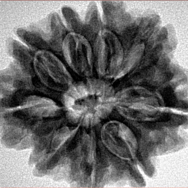 9 Mukhi Rudraksha 28.1mm 6.58gm - Inverse xray