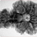 Sawar/Ganesh (5+1) 34.2mm 7.79gm - Inverse xray