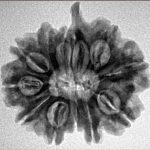 11 Mukhi Ganesh 25mm 4gm - Inverse xray