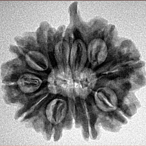 11 Mukhi Ganesh 25mm 4gm - Inverse xray