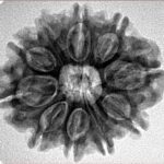 10 Mukhi Rudraksha 26mm 4.76gm - Inverse xray