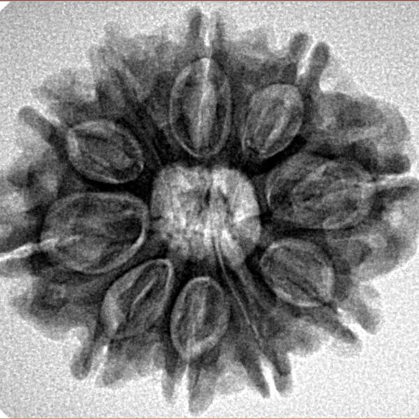 10 Mukhi Rudraksha 26mm 4.76gm - Inverse xray