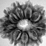 9 Mukhi Rudraksha 26.2mm 4.29gm - Inverse xray